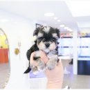 개키우는남자 강아지분양 대구본점 이미지