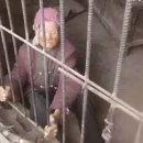 돼지우리 이미지