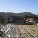 보니치니 골프랜드 Daum카페