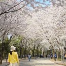 인천대공원(남문) | 지금 가도 될까? 인천대공원 벚꽃 실시간 후기 방문팁