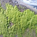 눈향나무 해국 구골나무 갯까치수염 노란섬씀바뀌 다정큼나무 땅채송화 :해양변에서 궁금합니다 이미지