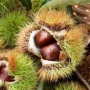 4공주농장 이미지