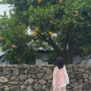 하귤소담 이미지