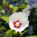 화성무궁화 이미지