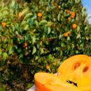 부유농장 이미지