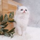 우성미트 이미지