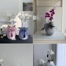 동현농장 | 🕊️ W14. 대전 상견례 선물 | 호접란 셀프 준비, 노은 화훼단지, 혼주넥타이
