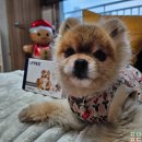 라이펙스 | 강아지식분증에 도움을 주는 라이펙스