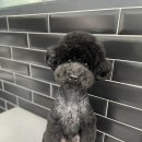 우주펫애견미용 이미지