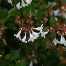 댕강댕강 이미지