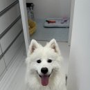 댕그랑댕 이미지