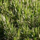 로즈마리 이미지