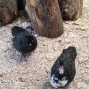 흑마염소농장 | 강릉 대관령 아기 동물농장 먹이 체험 데이트 추천