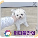 강아지분양 애견분양 퍼피플라워 중랑점 이미지