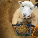 보람목장 | 칠곡 양떼목장 방문 후기 🐑✨