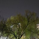 잠실역 3번출구(앞) | 석촌호수 벚꽃 야간 조명 안 켜줌! 잠실역 인파와 개비추 솔직 후기에요