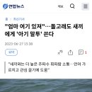 "엄마 여기 있져"…돌고래도 새끼에게 '아기 말투' 쓴다 이미지