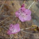 진달래농장 이미지