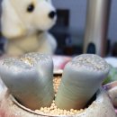 신세대다육