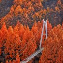 제 235차 대전 장태산 자연휴양림 트레킹(2025넌 11월 23일, 일요일) 이미지