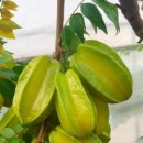 (주)스타후르츠 이미지