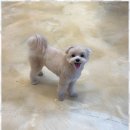 아리스타펫 이미지