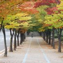 느티나무길 이미지