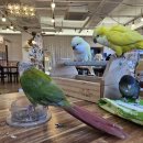 리프패럿시민공원점 | 부산 앵무새 카페 추천 아이와 가기 좋은 리프패럿 시민공원점 방문 후기