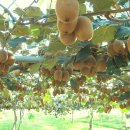 참다래집 이미지