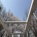 바나프레소가산안양천점 | 가산 안양천 벚꽃 스팟 직장인 점심 피크닉 다녀왔어요!(26년4월2일 기준)