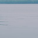 하나바이오 이미지