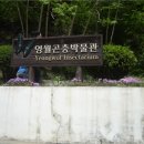 영월곤충박물관 이미지