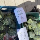 첫 출하는 옥곡 5일 시장에서 직거래 ! 못난이 수박이지만 맛은 최고