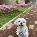 동현24시동물병원 | 강아지 식욕, 기력부진 / 광주 24시 동물병원