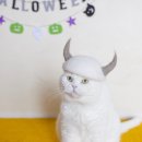 고양이 모자 이미지