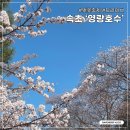 (주)신세계푸드 영랑호리조트 | 속초 영랑호 벚꽃보러 다녀옴. 4월 둘째주 셋째주 벚꽃후기 #영랑호벚꽃축제 #속초가볼만한곳 #속초데이트