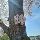 하늘경로당 | [대부도] 대부동 직능단체 연합 안산사랑 대청소 현장 후기🌸 벚꽃과 함께한 의미있는 하루