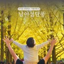 도담삼봉 자전거길 | 남이섬 단풍 절정! 가을 셔틀버스 배시간표 춘천 놀거리