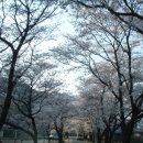 송광사&벚꽃길 이미지