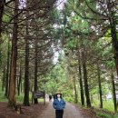 제주신혼여행4일차. 뿔소라몽땅 금오름 오설록&amp;이니스프리하우스 쓰리모어 바이제주