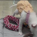 [입양완료]똥꼬발랄 이지🐾 이미지