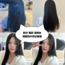 퍼피당강아지 안산본점 | 데일리수헤어 안산본점에서 손상모 매직하고 온 솔직 후기