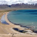 천상의 나무 이미지