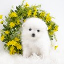 효천농장 | 효천지구강아지분양 윤기 나는 털과 맑은 눈빛 덕분에