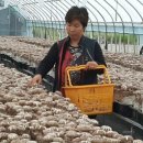 선우농장3 이미지