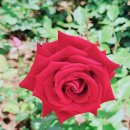 수변공원 (은빛개울공원) | 오산 고인돌공원 장미축제 다녀온 후기🌹 사람 많지만 예뻤던 주말 데이트