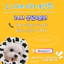 아이러브독 강아지 부천점 이미지
