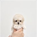 천안강아지분양 우리집퍼피 천안아산본점 (하이도그) | 강아지분양 멀리서도 고민하지 않고 여기 갈 정도로 배려심 있는 천안강아지분양 우리집퍼피 천안아산본점