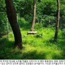 노리울 Daum카페
