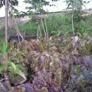 진일농장 이미지